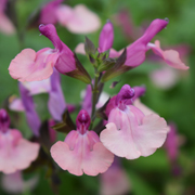 Salvia Peach Melba